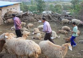 حمله  خون بارگرگ گرسنه به  جوان چوپان و گله در چاروسا